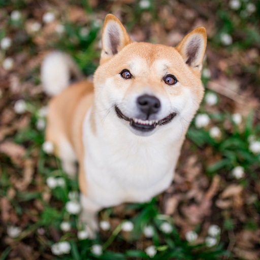 shiba inu dog wallpaper hd